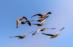 Magento Migrations